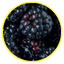 Amora